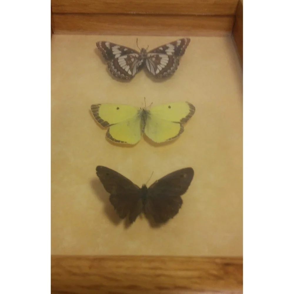 Butterfly Mounts - in 6 x 8